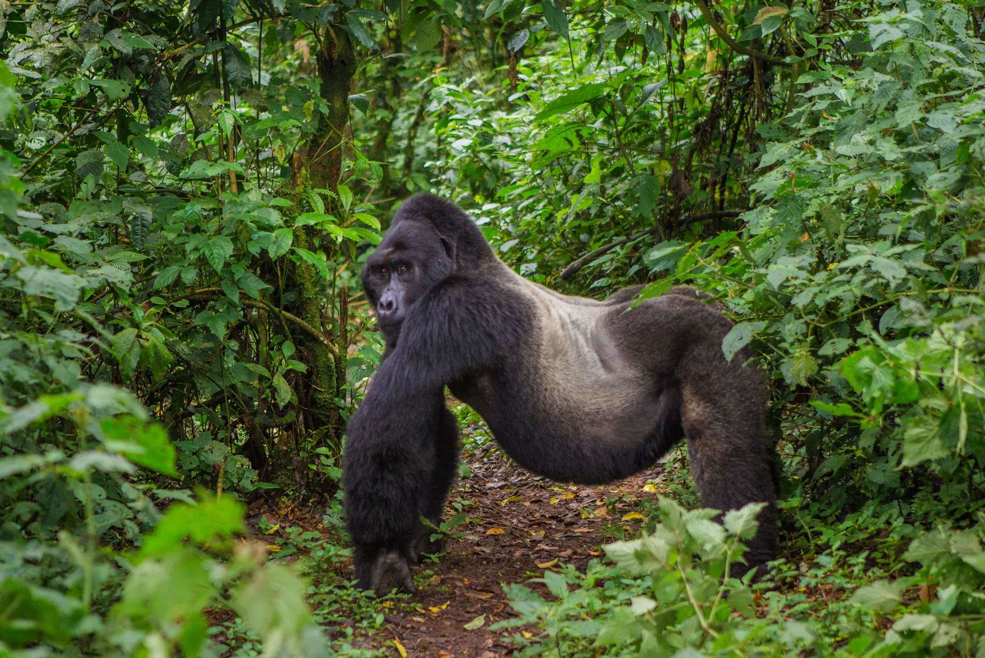 Primates en Uganda